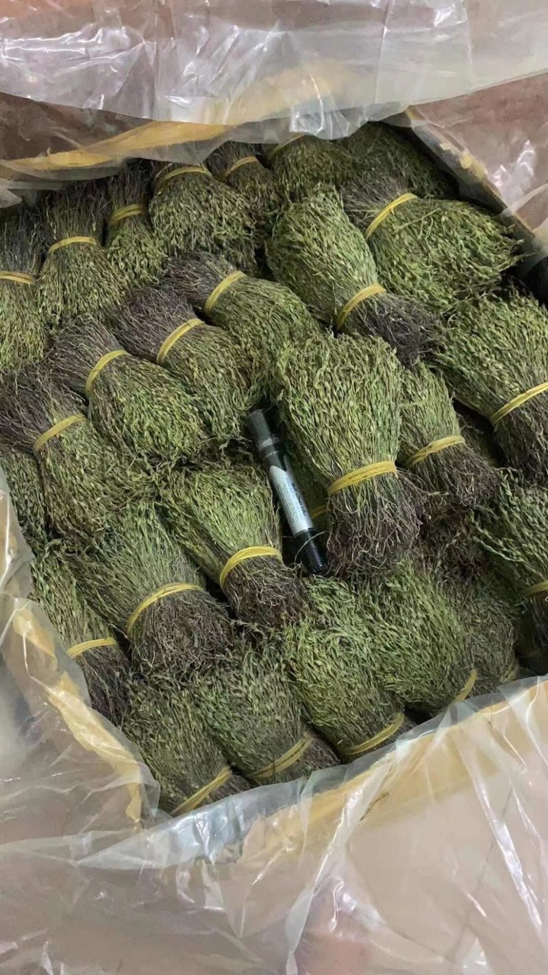 越南独脚金软骨细脚野生独脚金新货味香浓颜色绿15cm