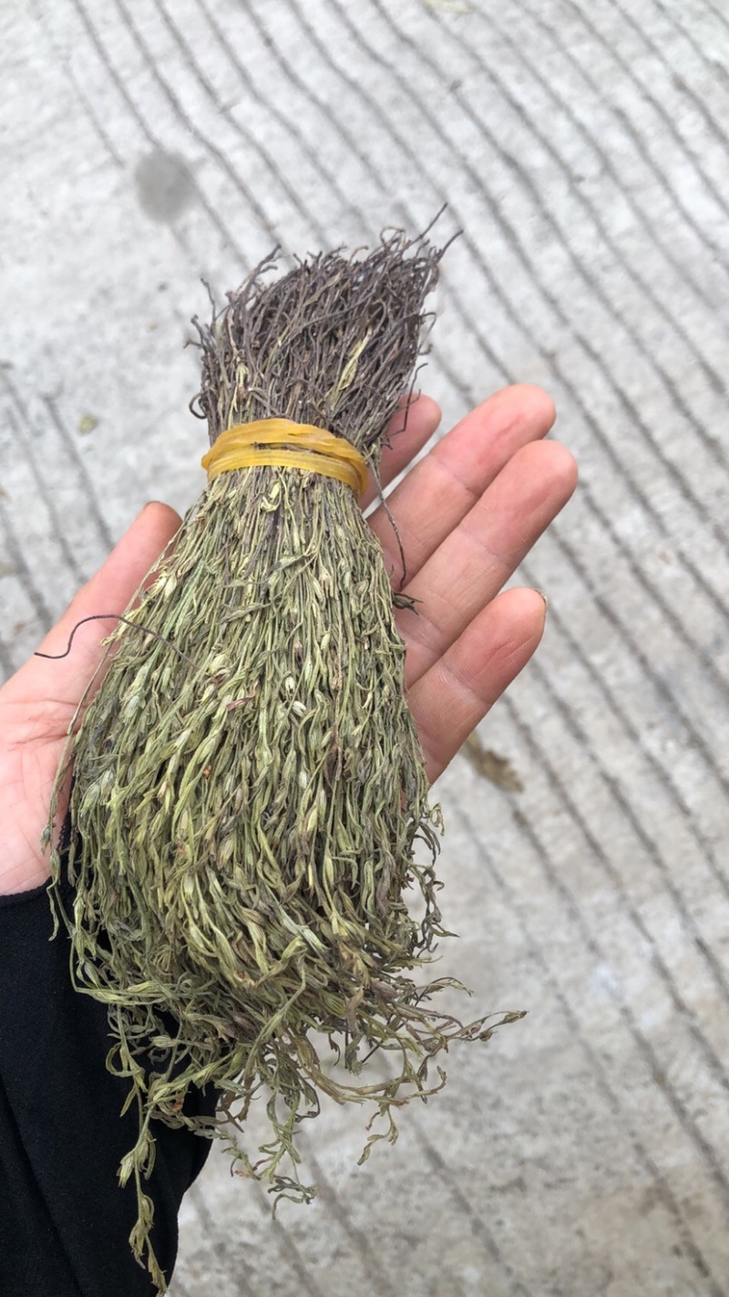 越南独脚金软骨细脚野生独脚金新货味香浓颜色绿15cm