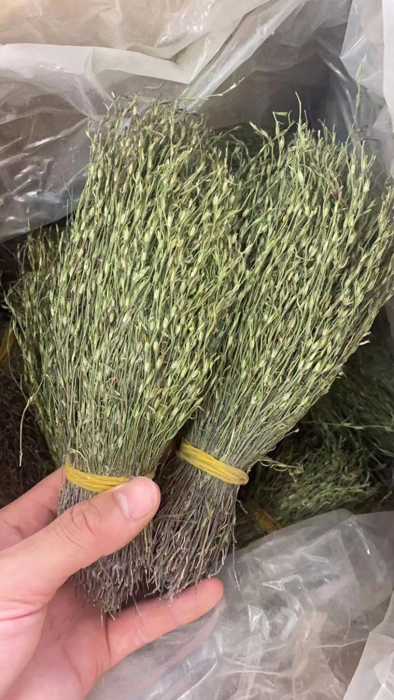 越南独脚金软骨细脚野生独脚金新货味香浓颜色绿15cm