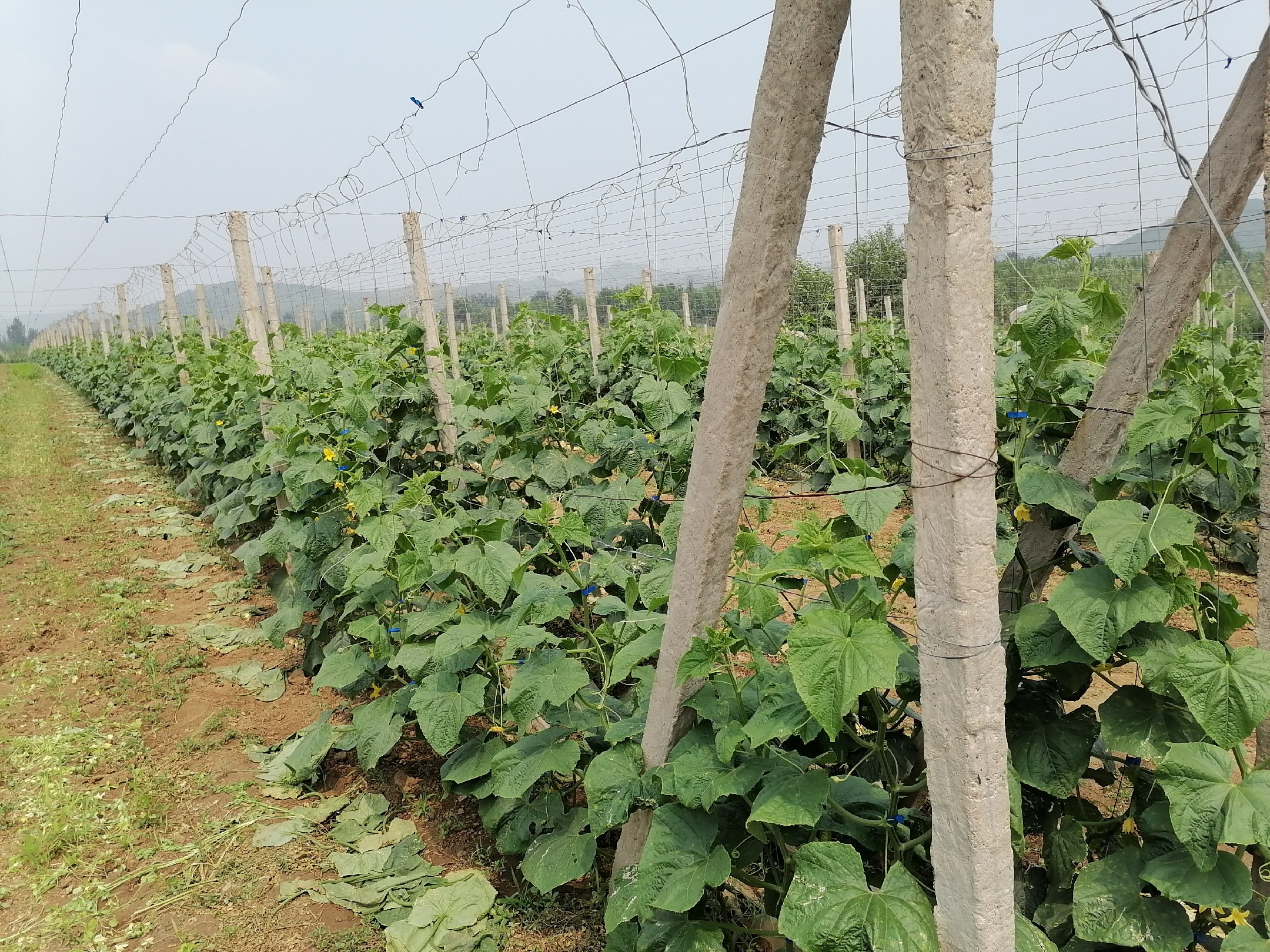 黄瓜间作模式对比示意图