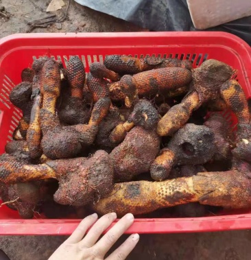 锁阳收购中有资源联系我