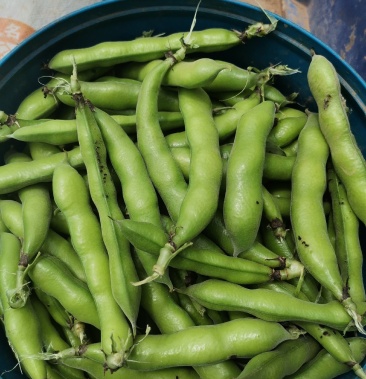 [豆角批发]蚕豆角子价格1.00元/斤 - 一亩田