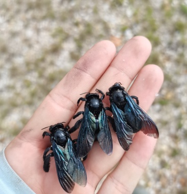 [蜜蜂批发]活体竹筒蜂,黑蜂价格1.00元/个 - 一亩田