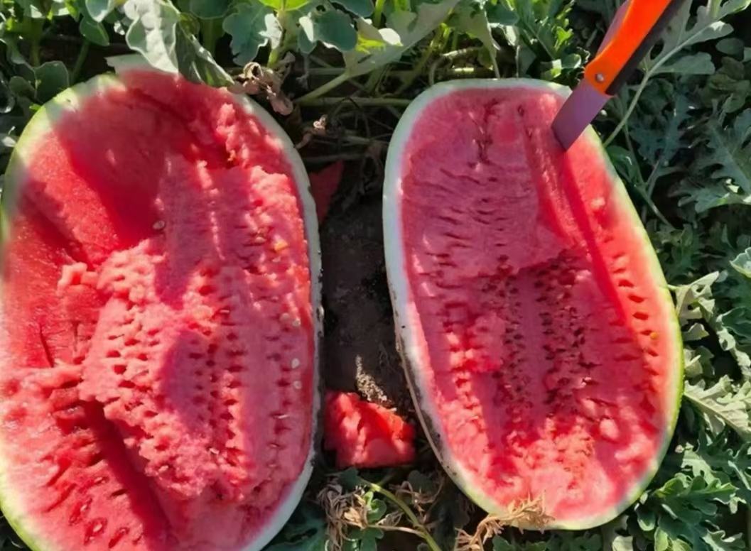 黄瓤西瓜切开特写