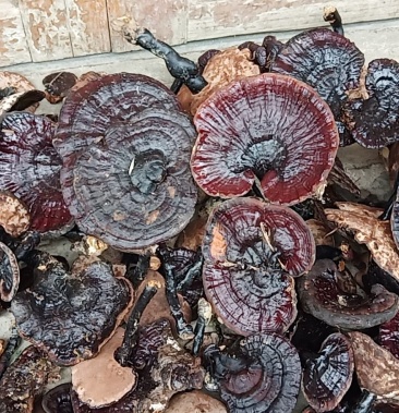 纯野生新鲜灵芝大量批发.