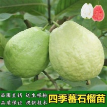 四季梨果苗，当年新壮苗当年可挂果8x10小营养杯苗