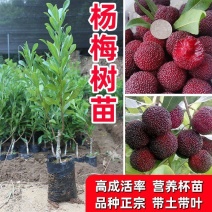杨梅苗(原土杯苗，东魅红东魅黑)带叶带杯发货