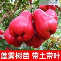 莲雾果树苗(大称砣)0.6米高左右中杯苗次年可结果