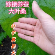 【精选好货】养蚕嫁接桑树苗，农桑14号，强桑大叶桑树苗