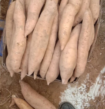 [红薯批发]榆林鱼河沙地红薯好吃价格2.00元/斤 - 一亩田