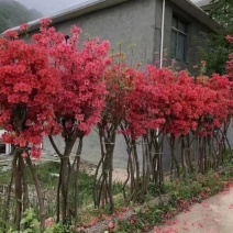 映山红各种规格齐全