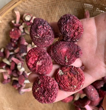云南普洱野生大红菌,大菇,中菇,标菇,小菇均有货