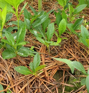 白鲜皮种苗,根粗芯细,产量高,基地现起,现发