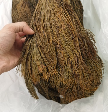 石寄生石扫把纯野生新货精品全干无杂质干净