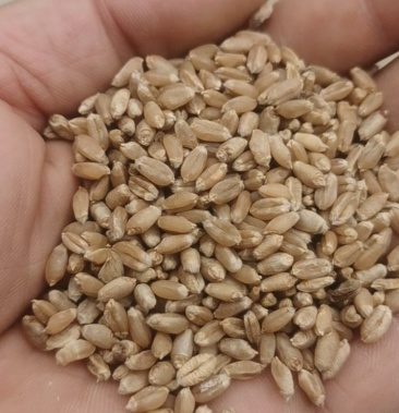 郑麦9023价格2560.00元/吨 - 一亩田