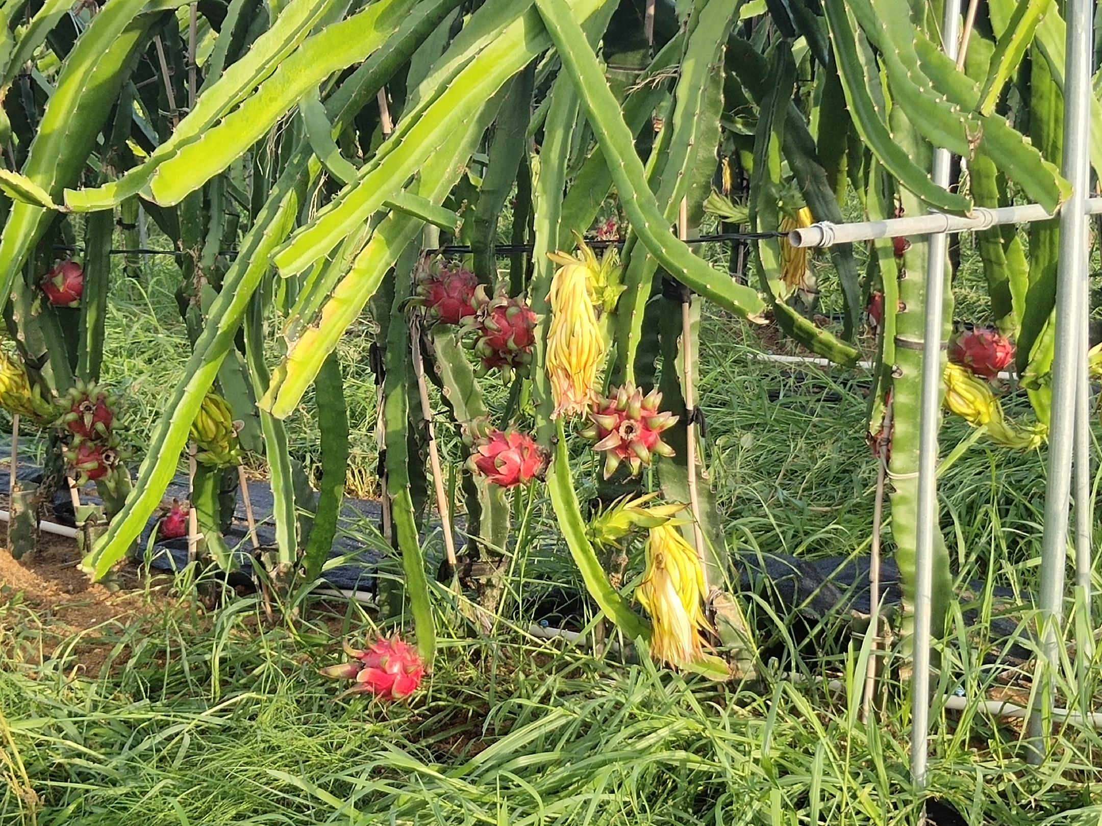 红心火龙果果园实景图，展示阳光充足、管理良好的种植环境