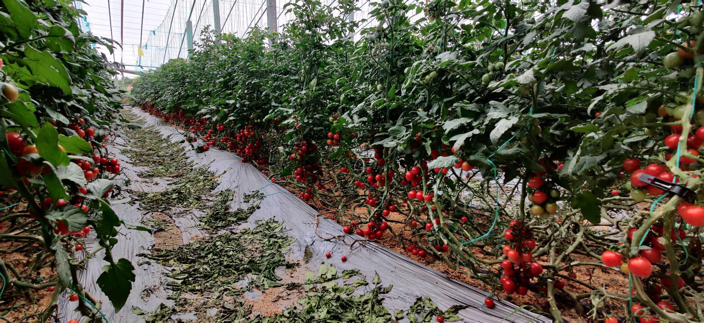 釜山88圣女果种植大棚实景