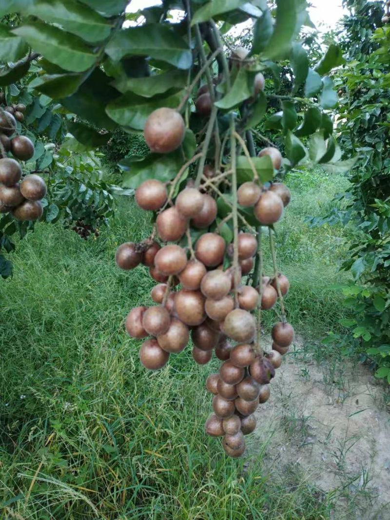 新鲜现摘的紫肉黄皮果(现在缺货)