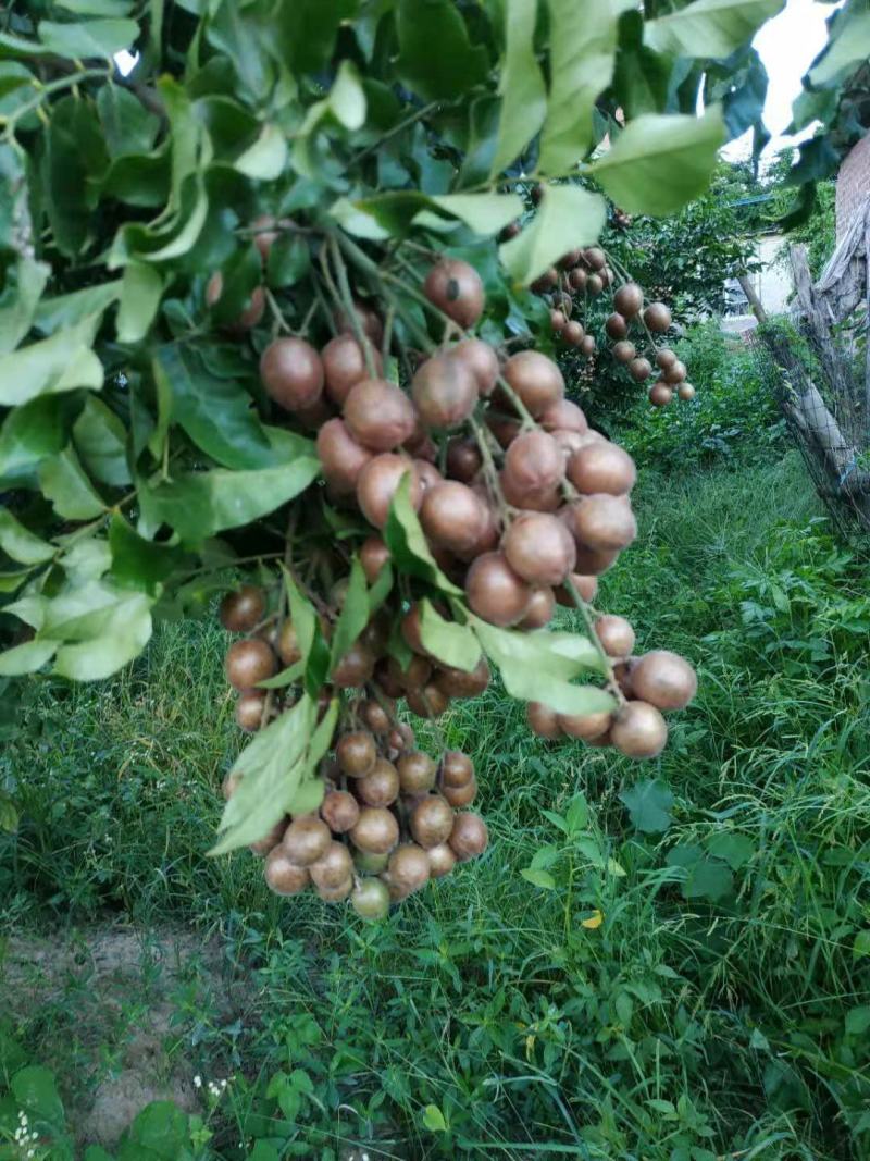 新鲜现摘的紫肉黄皮果(现在缺货)