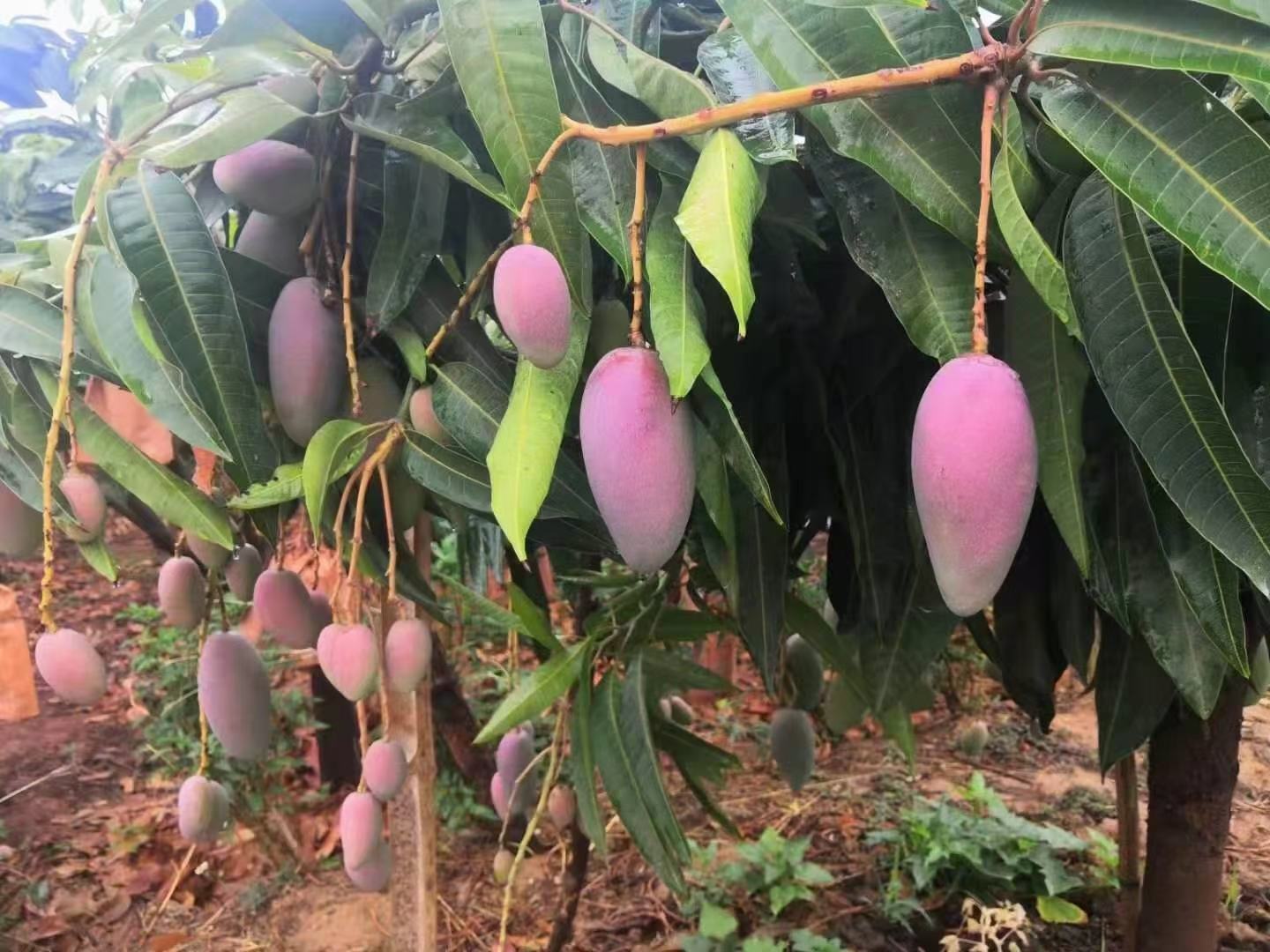 女性手拿新鲜芒果在果园中