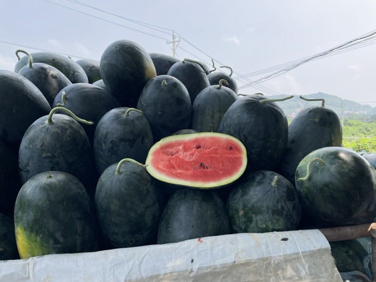 黑美人西瓜特写展示