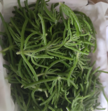 冰山美人雪山冰草枝杆番杏网红菜好吃好看基地长