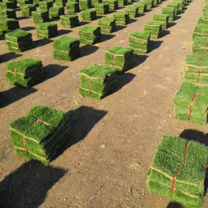 江西九江柴桑区兰引三号草皮价格行情走势 - 一亩田