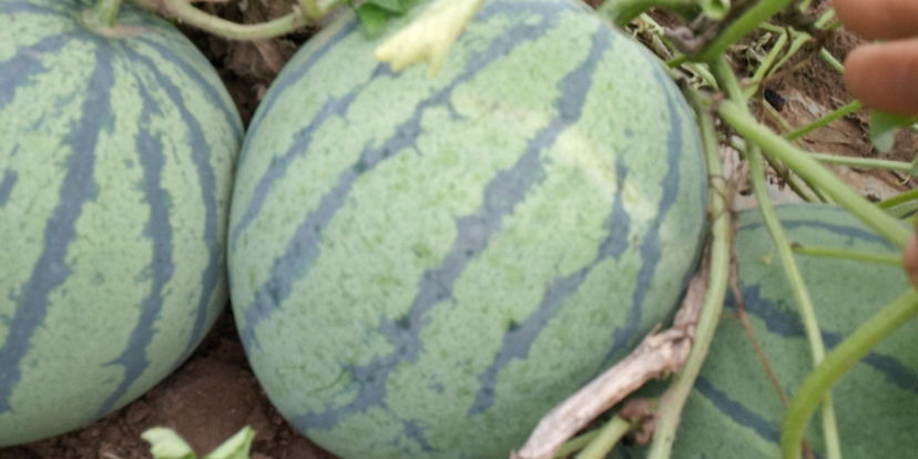 京欣西瓜外观展示