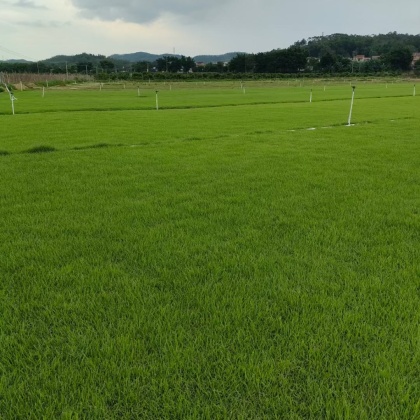 贵州兰引三号草皮价格行情走势 - 一亩田