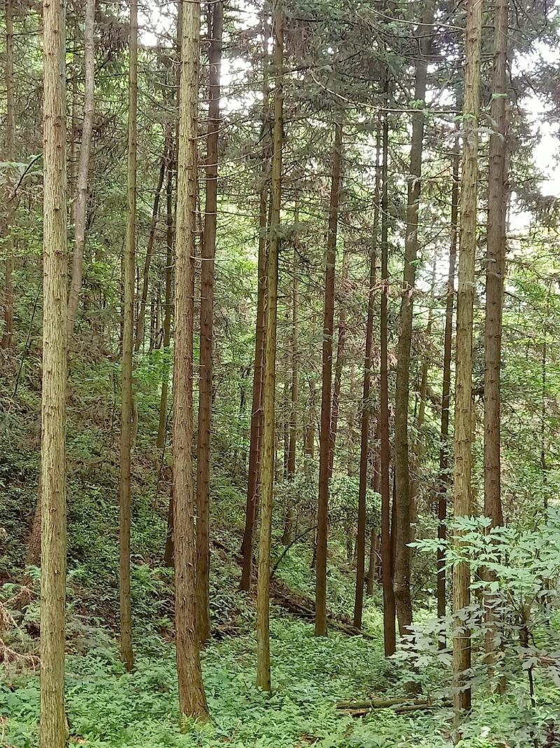 琉璃瓦杉木出售信息网站_哪里有杉木原木出售 琉璃瓦杉木出售信息网站_哪里有杉木原木出售