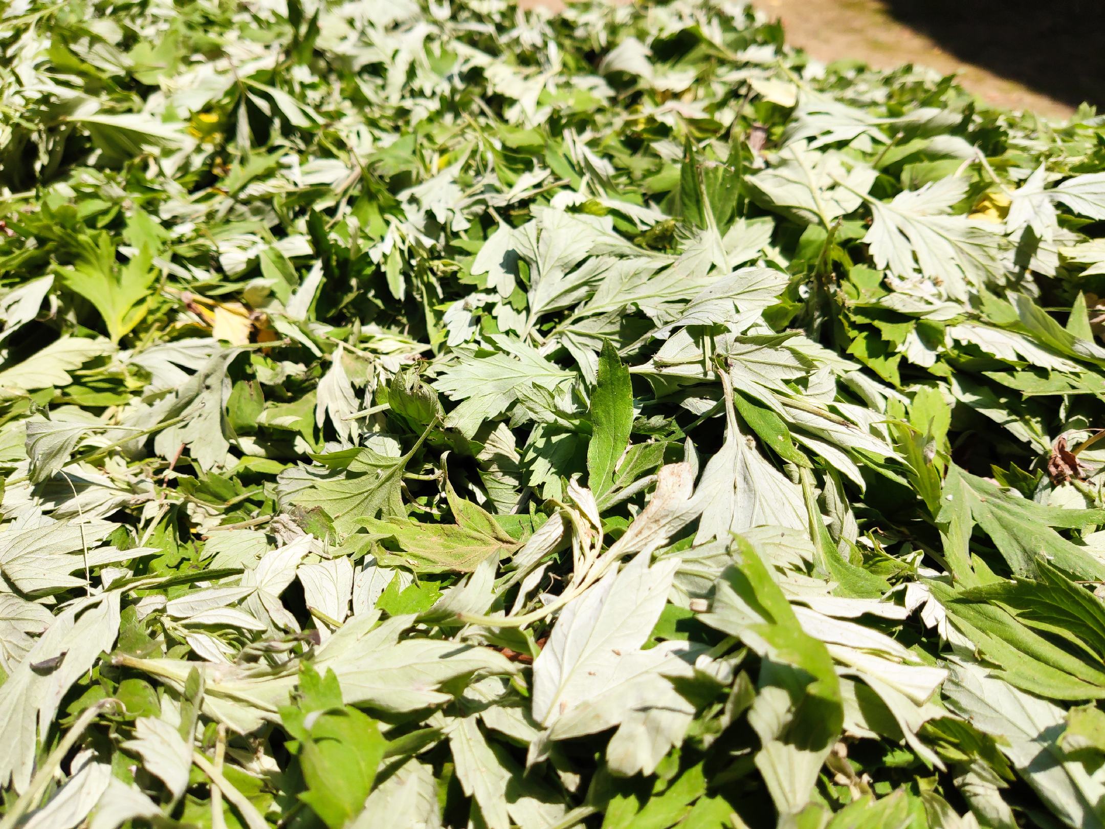 手绘风格科普插图:中央为野菊花典型菱状卵形深裂叶(3裂为主,裂片细长尖锐,叶背密被灰白绒毛);左侧为艾草羽状复叶(小叶椭圆,无深裂,叶背密布灰白蛛丝状绒毛);右侧为青蒿单叶(三回羽状全裂,裂片极细如发丝,无明显主叶身)。三者叶形、分裂方式、绒毛质感对比鲜明,便于野外快速区分 野菊花叶片与常见混淆植物(如艾草、蒿属)叶形对比示意图