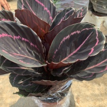 精品红美丽竹芋