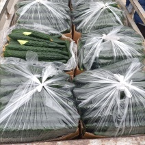 油量黄瓜大量上市，有需要的老板可以下单。干花带刺。