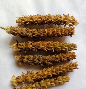 纯正夏枯草,纯正中药材,有白毛,才叫好的夏枯草