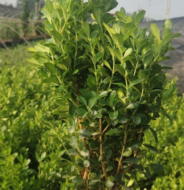 瓜子黄杨,营养杯,地栽的,冠幅好,高,叶子亮