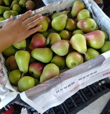 [梨批发]半面红,葫芦梨价格1.20元/斤 - 一亩田