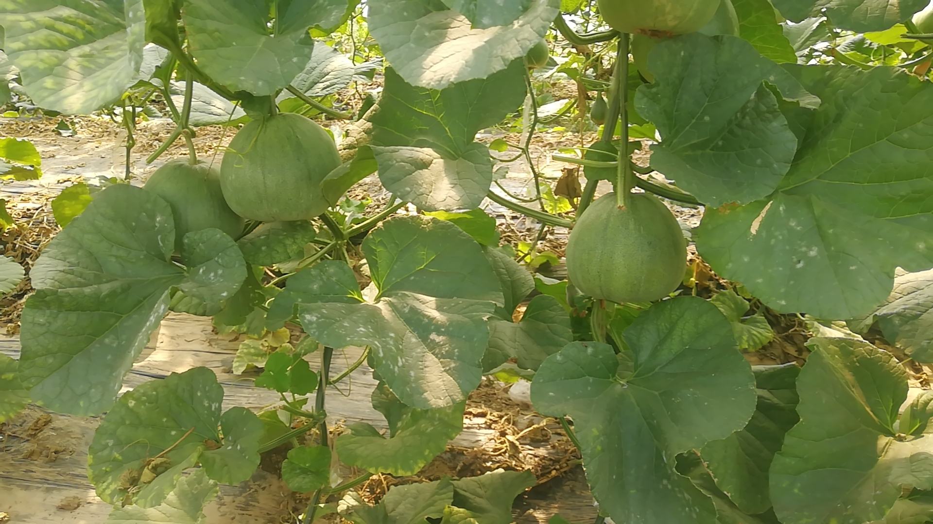 绿宝甜瓜实物图,展示其典型外观特征:淡绿色表皮、光滑质地、完整瓜蒂 绿宝甜瓜整齐摆放在木质托盘上,背景为自然光线下的厨房台面,瓜体呈淡绿色,表面光滑,部分带有细微网纹,瓜蒂青绿完整