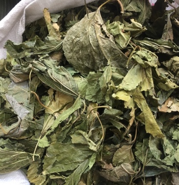 桑叶桑叶足干无硫中药材批发量大包邮