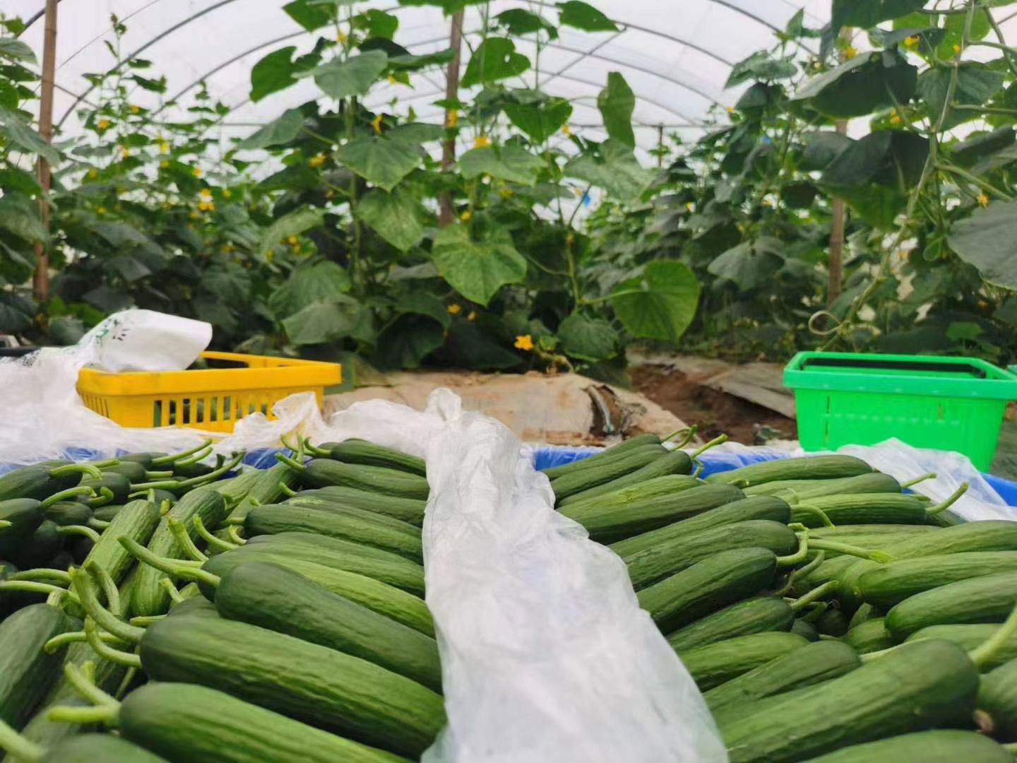 农民正在温室中手工采摘成熟的宫廷小黄瓜,手中握有多根新鲜采摘的小黄瓜,颜色鲜绿均匀,大小一致,背景可见整齐排列的种植槽与自动化灌溉管道,体现现代化种植场景 采摘中的宫廷小黄瓜