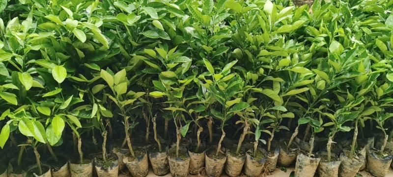 蜜柚价格走势图表最新