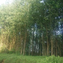 公路、荒山绿化，成活率高，欢迎老板咨询。