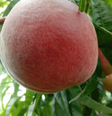 [春雪桃批发]春雪毛桃,果实甜的.价格1.20元/斤 - 一亩田