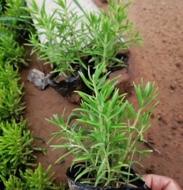 佛甲草,绿叶佛甲草,楼顶绿化用绿叶佛甲草