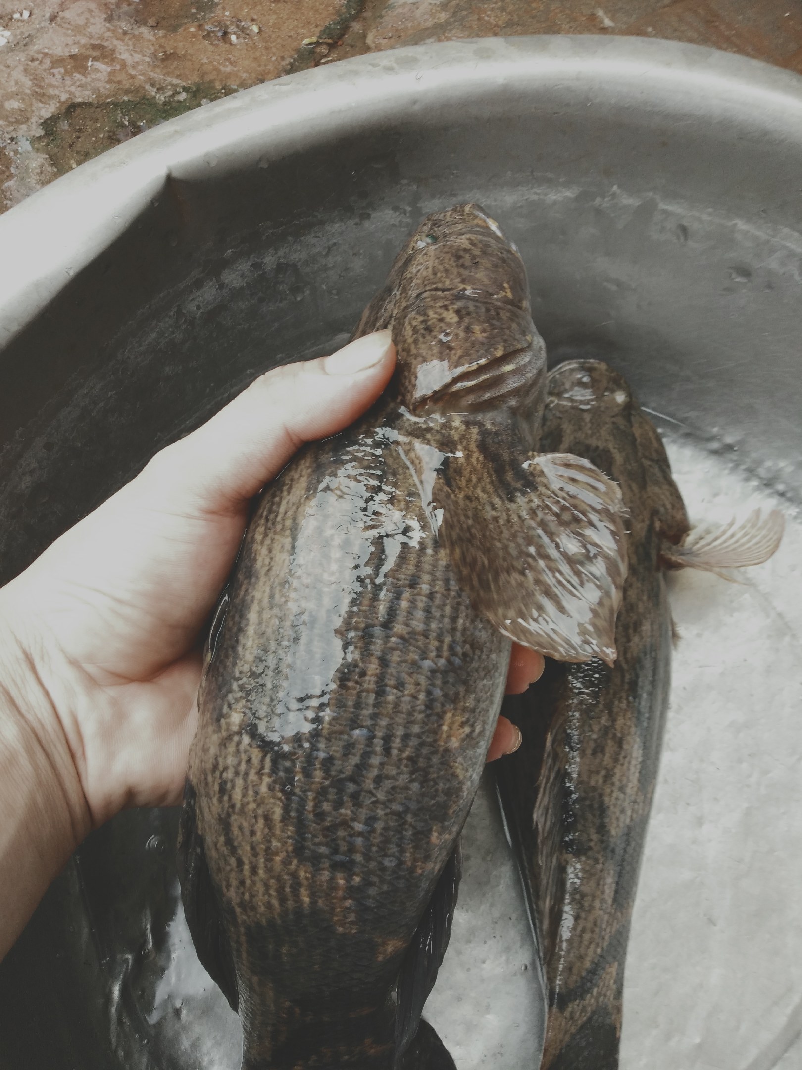海南笋壳鱼图片