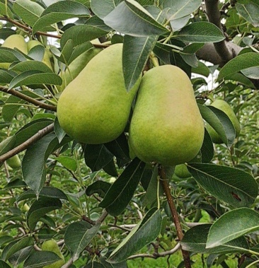 青巴大头葫芦梨,产地直销,视频看货,量大优量