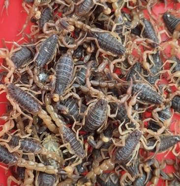 沂蒙山十足全蝎原装货