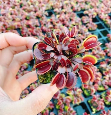 红色食人鱼捕蝇草接批发20盆起发包邮食人花红色捕蝇草