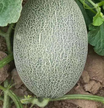 (哈密瓜)西州蜜17号产地直销,欢迎全国客户前来采购.