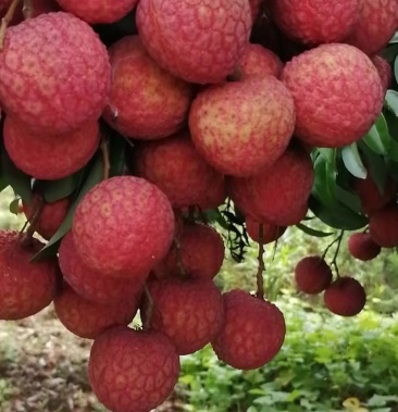 [淮枝荔枝批发]广东流溪红荔价格2.20元/斤 - 一亩田