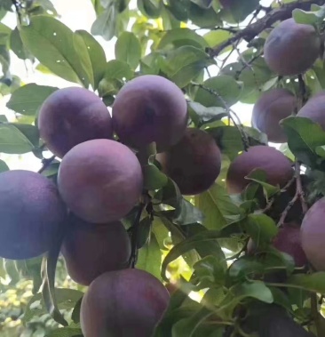 七月红李子金帅离核李子